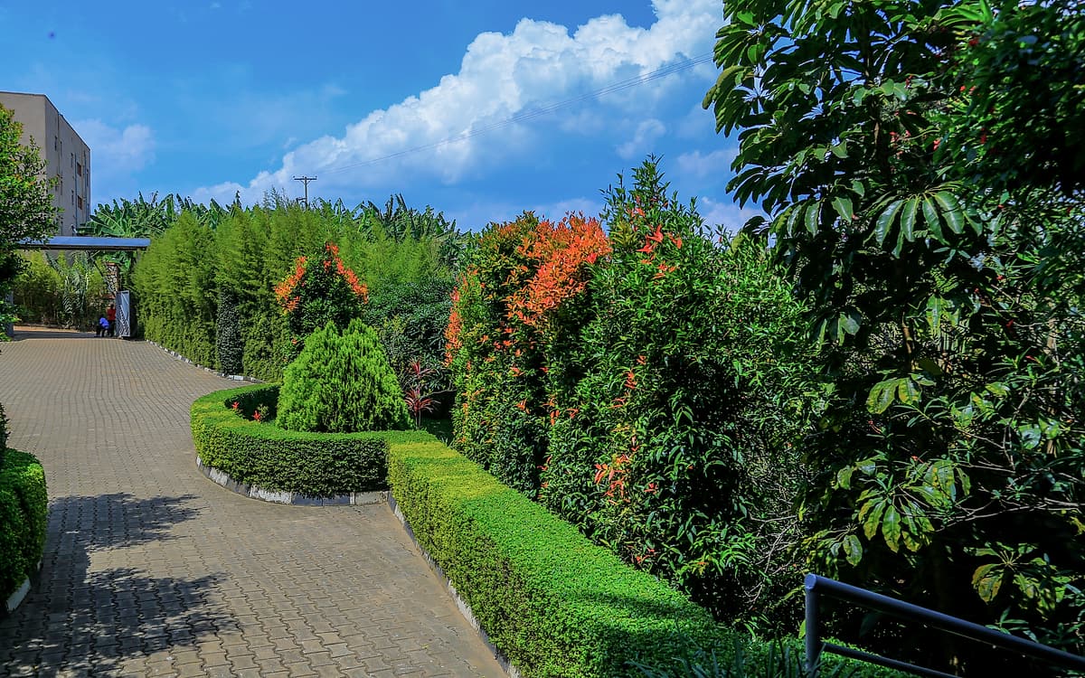 Clipped hedges and flowering shrubs along the drive
