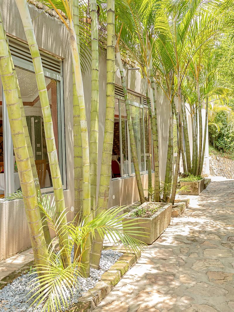 The bamboo walk beside the restaurant