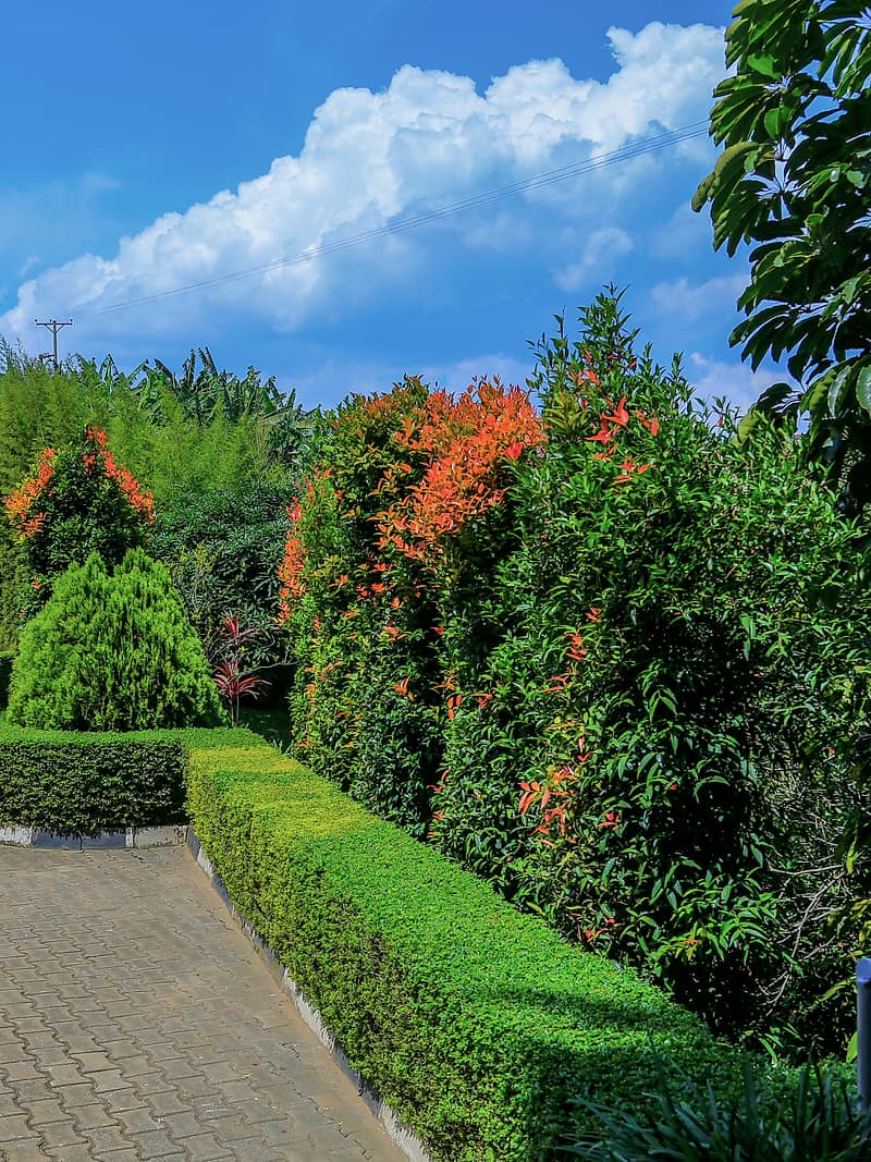 Flowering hedges and a paved walk in the gardens